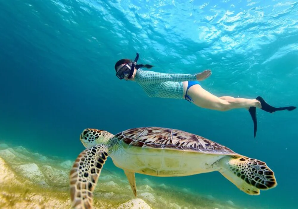 snorkelling-turtles