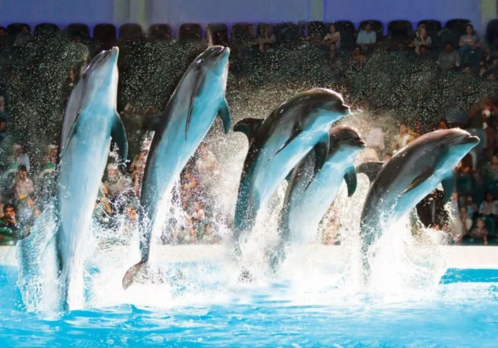 dubai-dolphinarium