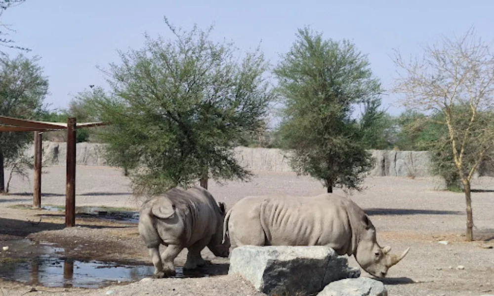 sharjahsafaripark2