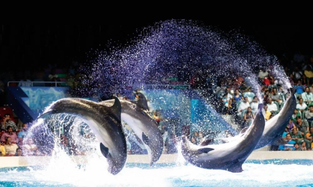 dubai-dolphinarium-1